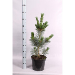 Pušis lanksčioji (Lot Pinus flex.) 'Vanderwolf's Pyramid' C7,5/P26 50-60 CM | PUŠYS | SPYGLIUOČIAI