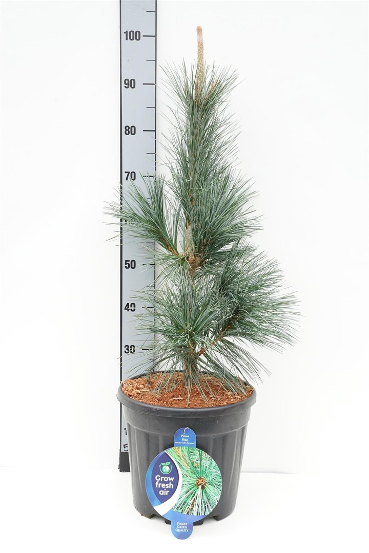 Pušis lanksčioji (Lot Pinus flex.) 'Vanderwolf's Pyramid' C13 60-70 CM | PUŠYS | SPYGLIUOČIAI