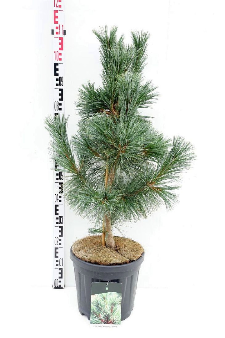 Pušis lanksčioji (Lot Pinus flex.) 'Vanderwolf's Pyramid' C15 60-80 CM | PUŠYS | SPYGLIUOČIAI
