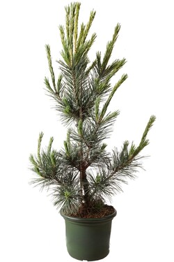 Pušis lanksčioji (Lot Pinus flex.) 'Vanderwolf's Pyramid' C15 80-100 CM