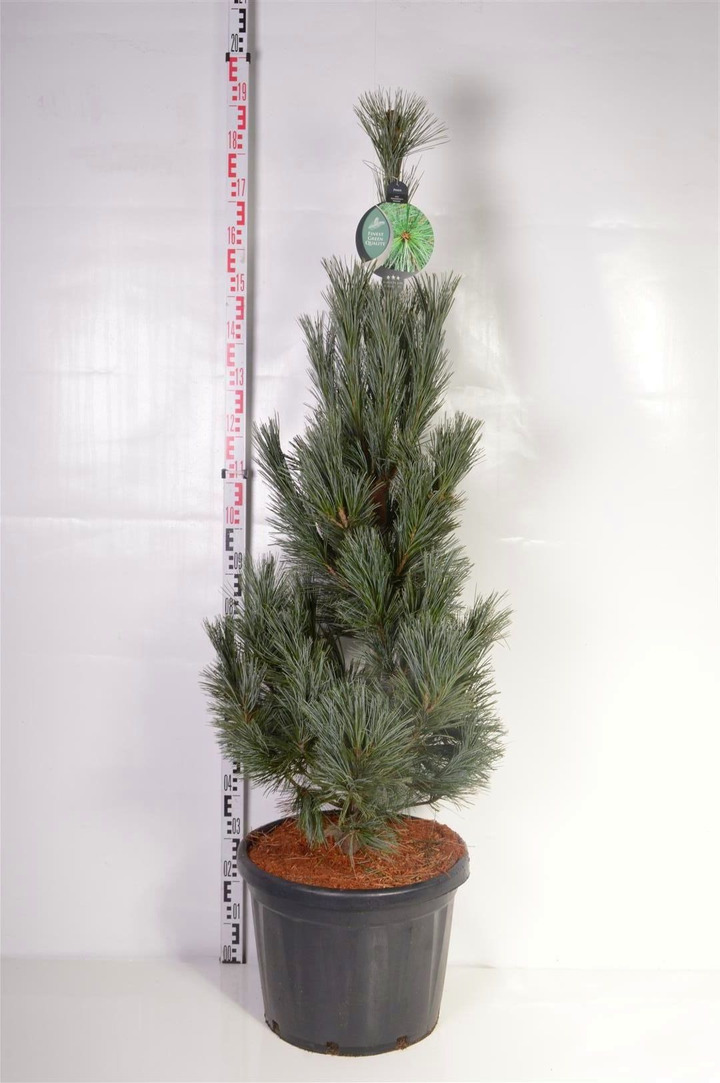 Pušis lanksčioji (Lot Pinus flex.) 'Vanderwolf's Pyramid' C45 125-150 CM