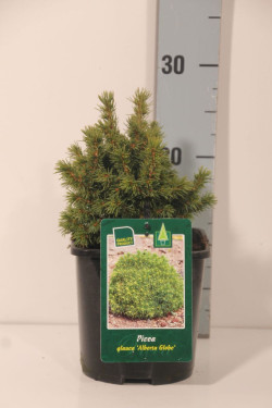Eglė baltoji (Lot Picea gl.) 'Alberta Globe' C2/P17 15-20 CM - nuotrauka 2