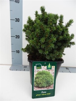 Eglė baltoji (Lot Picea gl.) 'Alberta Globe' C2/P17 15-20 CM - nuotrauka 1