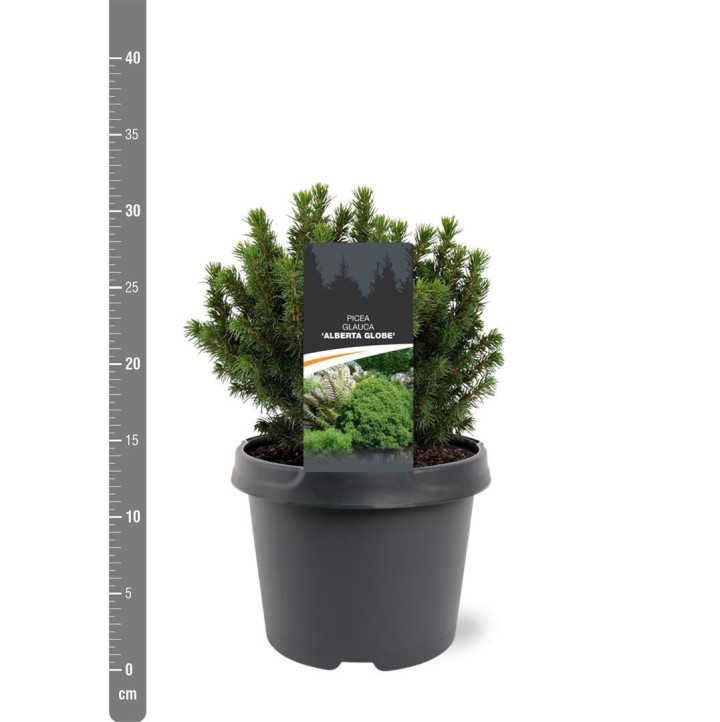 Eglė baltoji (Lot Picea gl.) 'Alberta Globe' C3/P19 20-25 CM | EGLĖS | SPYGLIUOČIAI