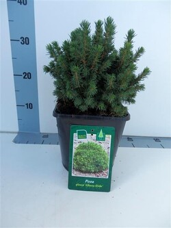 Eglė baltoji (Lot Picea gl.) 'Alberta Globe' C3/P19 25-30 CM | EGLĖS | SPYGLIUOČIAI