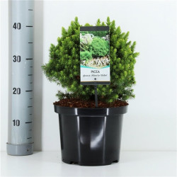 Eglė baltoji (Lot Picea gl.) 'Alberta Globe' C5/P23 25-30 CM | EGLĖS | SPYGLIUOČIAI