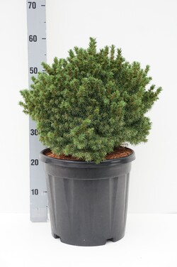 Eglė baltoji (Lot Picea gl.) 'Alberta Globe' C13 40-50 CM