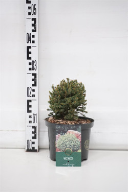 Eglė baltoji (Lot Picea gl.) 'Blue Planet' C2,5/P18 15-20 CM - nuotrauka 1