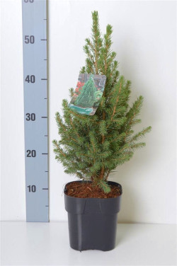 Eglė baltoji (Lot Picea gl.) 'Conica December' C2/P17 25-30 CM
