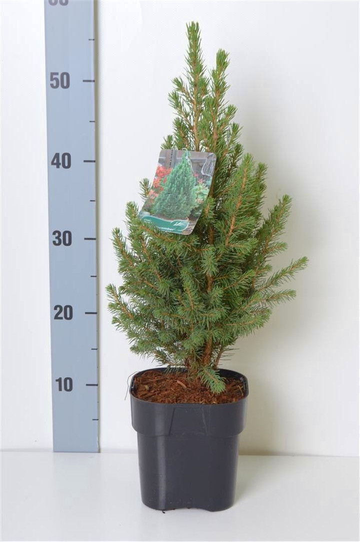Eglė baltoji (Lot Picea gl.) 'Conica December' C2/P17 25-30 CM