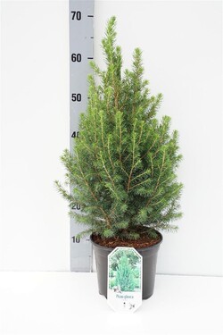 Eglė baltoji (Lot Picea gl.) 'Conica' C3/P19 30-40 CM