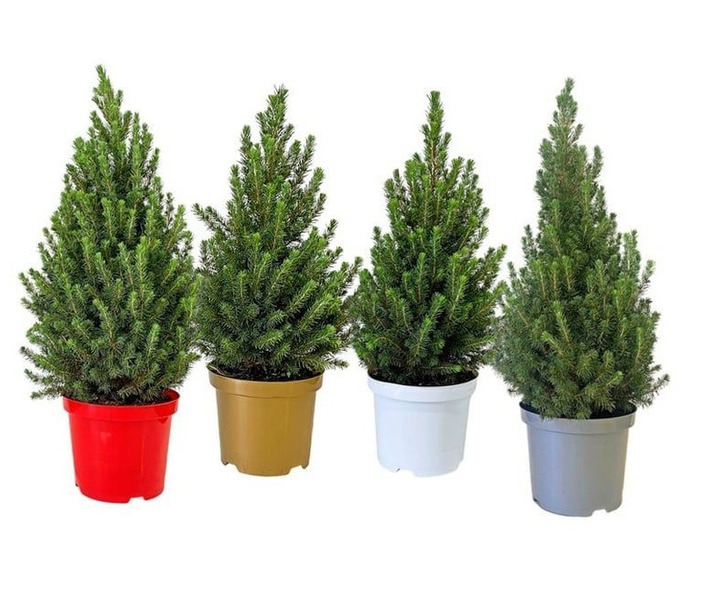 Eglė baltoji (Lot Picea gl.) 'Conica' C3/P19 40-50 CM DECO