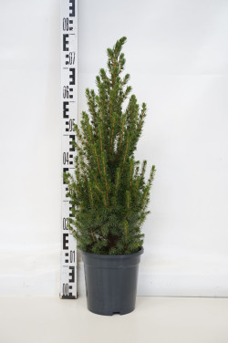 Eglė baltoji (Lot Picea gl.) 'Conica' C3/P19 50-60 CM - nuotrauka 1