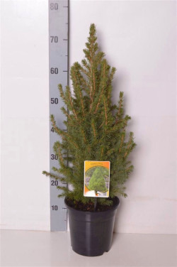 Eglė baltoji (Lot Picea gl.) 'Conica' C3/P19 50-60 CM - nuotrauka 2