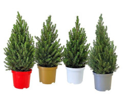 Eglė baltoji (Lot Picea gl.) 'Conica' C4/P21 50-60 CM DECO