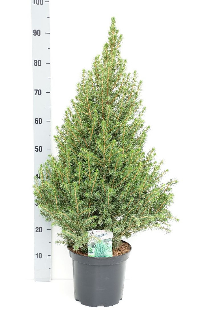 Eglė baltoji (Lot Picea gl.) 'Conica' C5/P23 60-70 CM | EGLĖS | SPYGLIUOČIAI