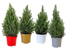 Eglė baltoji (Lot Picea gl.) 'Conica' C5/P23 60-70 CM DECO