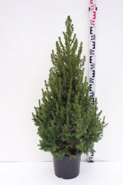 Eglė baltoji (Lot Picea gl.) 'Conica' C5/P23 70-80 CM | EGLĖS | SPYGLIUOČIAI