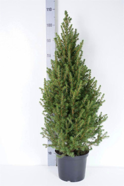 Eglė baltoji (Lot Picea gl.) 'Conica' C5/P23 80-90 CM