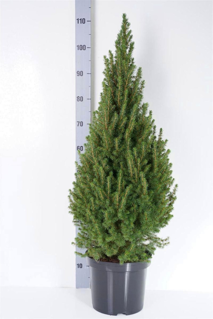 Eglė baltoji (Lot Picea gl.) 'Conica' C5/P23 90-100 CM
