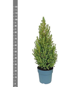 Eglė baltoji (Lot Picea gl.) 'Conica' C6,5/TB24 80/+ CM