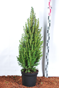 Eglė baltoji (Lot Picea gl.) 'Conica' C7,5/P26 90-100 CM