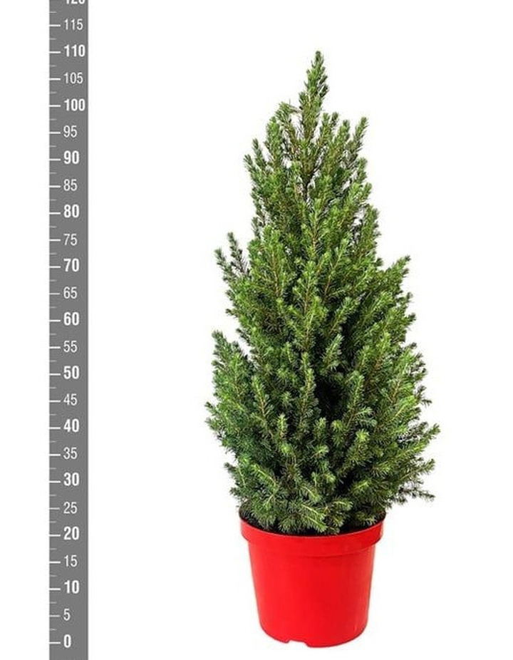 Eglė baltoji (Lot Picea gl.) 'Conica' C7,5/P26 100-110 CM DECO