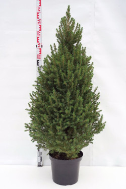 Eglė baltoji (Lot Picea gl.) 'Conica' C10 110-120 CM