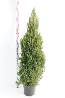 Eglė baltoji (Lot Picea gl.) 'Conica' C10 120-130 CM