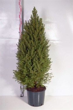 Eglė baltoji (Lot Picea gl.) 'Conica' C15 120-140 CM
