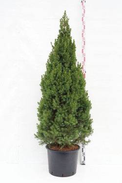 Eglė baltoji (Lot Picea gl.) 'Conica' C25 150/+ CM