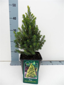 Eglė baltoji (Lot Picea gl.) 'Daisy's White' C2/P17 25-30 CM - nuotrauka 1