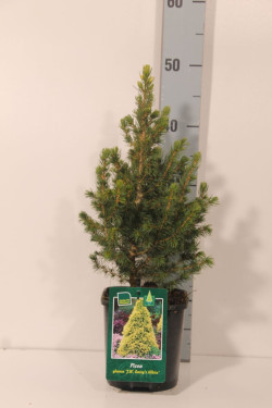 Eglė baltoji (Lot Picea gl.) 'Daisy's White' C2/P17 25-30 CM - nuotrauka 2