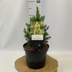 Eglė baltoji (Lot Picea gl.) 'Daisy's White' C2,5/P18 20-25 CM