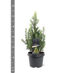 Eglė baltoji (Lot Picea gl.) 'Daisy's White' C3/P19 25-30 CM | EGLĖS | SPYGLIUOČIAI