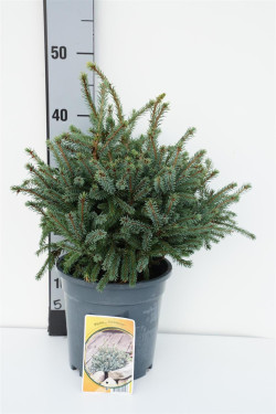 Eglė baltoji (Lot Picea gl.) 'Echiniformis' C3/P19 20-25 CM | EGLĖS | SPYGLIUOČIAI