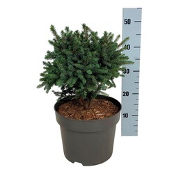 Eglė baltoji (Lot Picea gl.) 'Echiniformis' C7,5/P26 25-30 CM