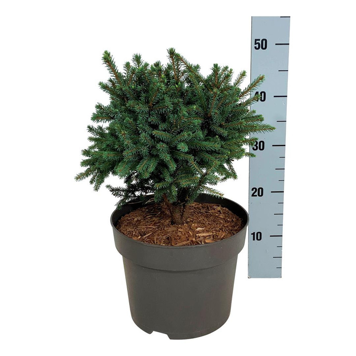 Eglė baltoji (Lot Picea gl.) 'Echiniformis' C7,5/P26 25-30 CM