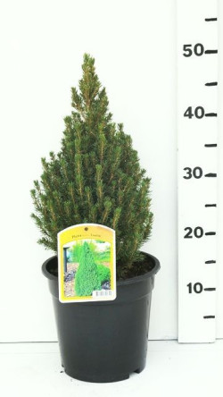 Eglė baltoji (Lot Picea gl.) 'Laurin' C3/P19 30-35 CM | EGLĖS | SPYGLIUOČIAI