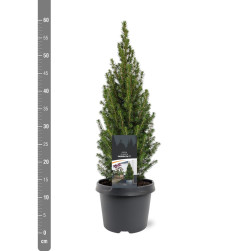 Eglė baltoji (Lot Picea gl.) 'Perfecta' C3/P19 40-50 CM | EGLĖS | SPYGLIUOČIAI
