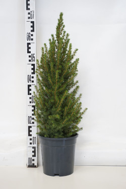 Eglė baltoji (Lot Picea gl.) 'Perfecta' C3/P19 50-60 CM | EGLĖS | SPYGLIUOČIAI
