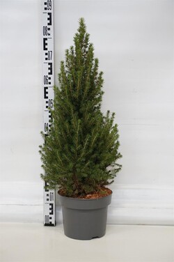 Eglė baltoji (Lot Picea gl.) 'Perfecta' C5/P23 60-70 CM | EGLĖS | SPYGLIUOČIAI