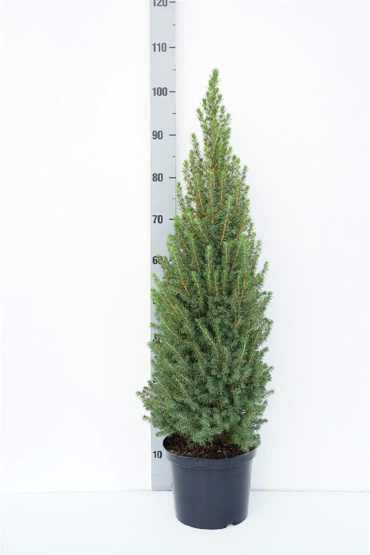 Eglė baltoji (Lot Picea gl.) 'Perfecta' C5/P23 80-90 CM