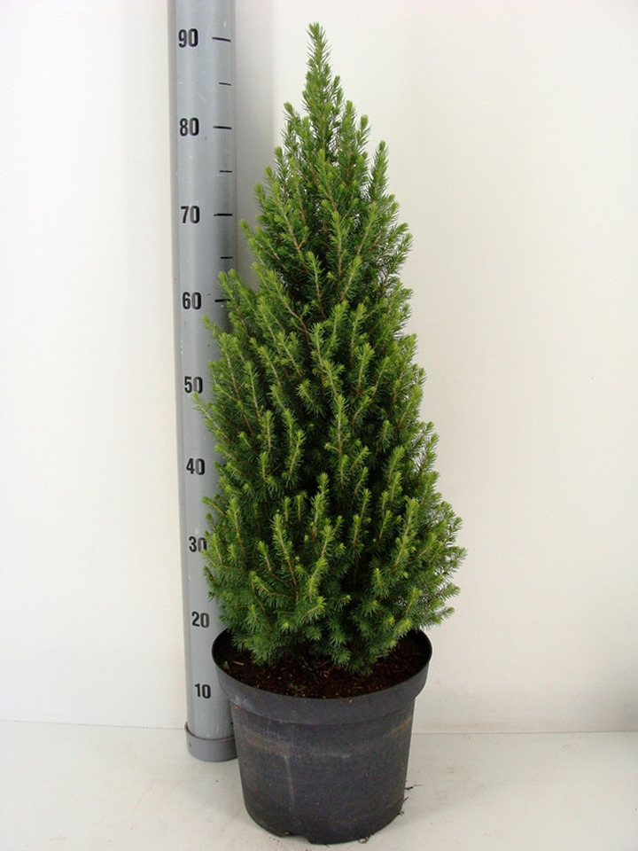 Eglė baltoji (Lot Picea gl.) 'Perfecta' C7,5/P26 60-80 CM | EGLĖS | SPYGLIUOČIAI