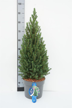 Eglė baltoji (Lot Picea gl.) 'Perfecta' C7,5/P26 70-80 CM