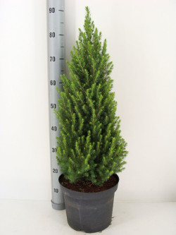 Eglė baltoji (Lot Picea gl.) 'Perfecta' C7,5/P26 80-100 CM