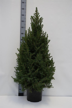 Eglė baltoji (Lot Picea gl.) 'Perfecta' C7,5/P26 100-110 CM