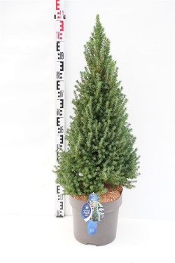 Eglė baltoji (Lot Picea gl.) 'Perfecta' C12 80-90 CM | EGLĖS | SPYGLIUOČIAI