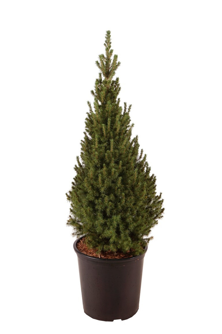 Eglė baltoji (Lot Picea gl.) 'Perfecta' C18 80-100 CM