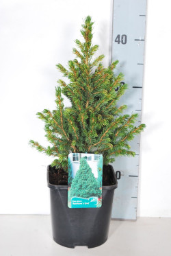 Eglė baltoji (Lot Picea gl.) 'Rainbow's End' C2/P17 15-20 CM | EGLĖS | SPYGLIUOČIAI